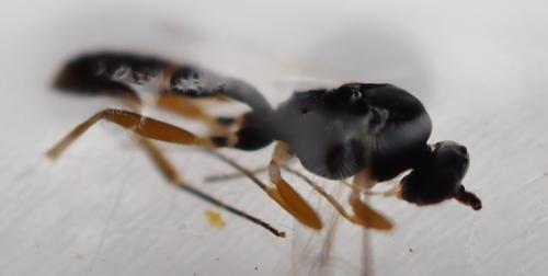 Réf. 318 713 : Phygadeuontinae inconnu